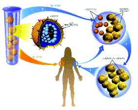 Resultado de imagen de Los genes